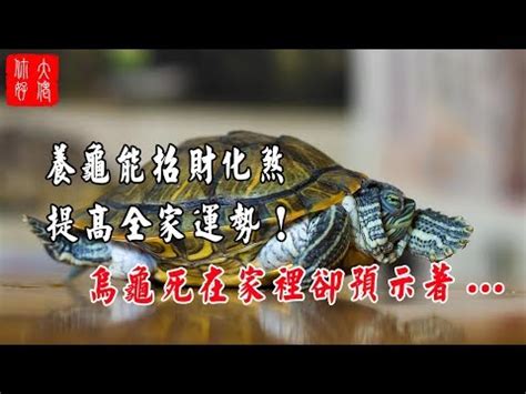 烏龜招財嗎|招財龜就要這樣養 